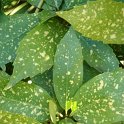 Aucuba japonica 'Crotonifolia' P25
